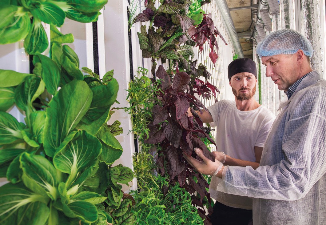 REPORTAGE: Odling uppåt väggarna