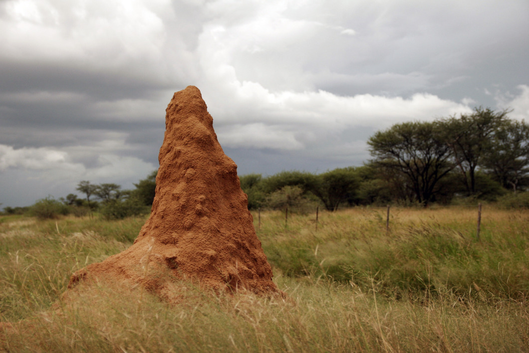 Termiter kan bidra till klimatsmart ventilation
