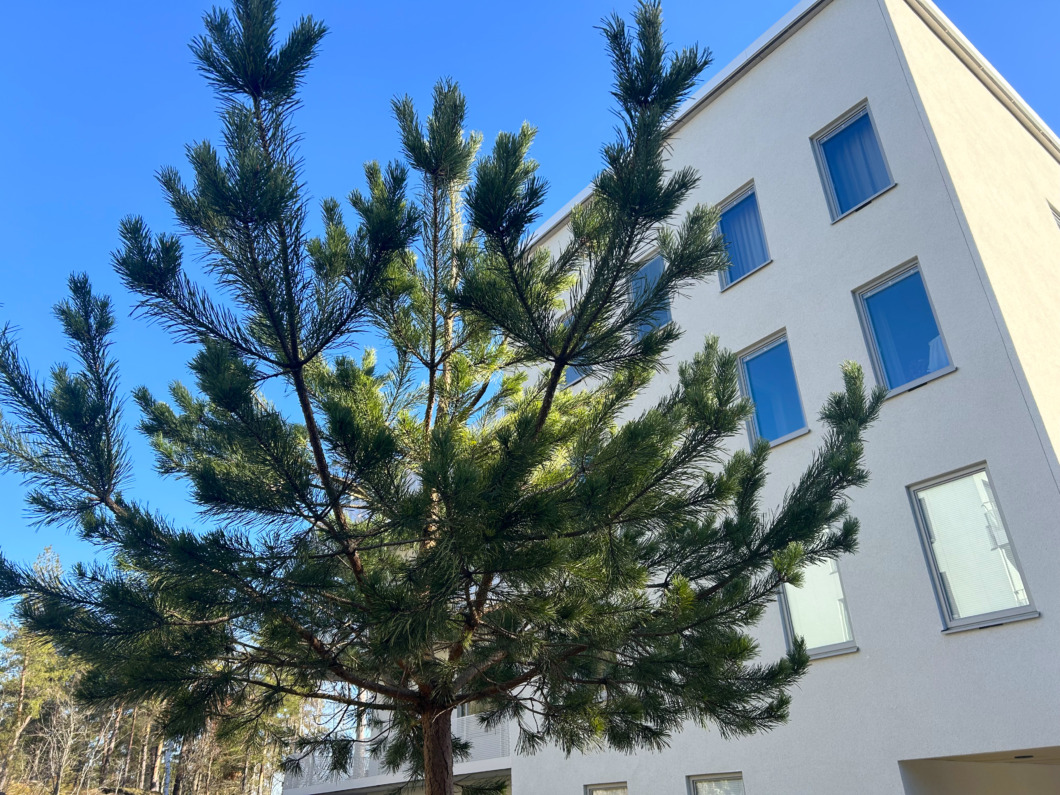 Forskning om träd ska ge bättre luftkvalitet i städer